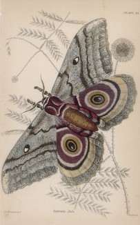 Павлиноглазка Saturnia Isis (лат.) (лист 13 XXXVII тома "Библиотеки натуралиста" Вильяма Жардина, изданного в Эдинбурге в 1843 году)