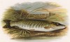 Щука-охотница (иллюстрация к "Пресноводным рыбам Британии" -- одной из красивейших работ 70-х гг. XIX века, выполненных в технике хромолитографии)