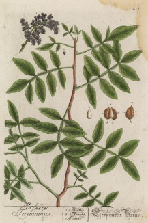 Фисташка терпентинная (Терпентиновое дерево) (Pistacia terebinthus лат.) (лист 478 "Гербария" Элизабет Блеквелл, изданного в Нюрнберге в 1760 году)