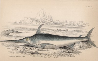 Меч-рыба из семейства Xiphiidae (Common Sword Fish (англ.)) (лист 29 тома XXVIII "Библиотеки натуралиста" Вильяма Жардина, изданного в Эдинбурге в 1843 году)