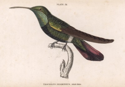 Единственная в мире птица, способная летать назад. Колибри Trochillus Gramineus (лат.) (лист 32 тома XVII "Библиотеки натуралиста" Вильяма Жардина, изданного в Эдинбурге в 1833 году)