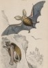 Полёт бурого ушана (Plecotus auritus (лат.)) (лист 2 тома VII "Библиотеки натуралиста" Вильяма Жардина, изданного в Эдинбурге в 1838 году)