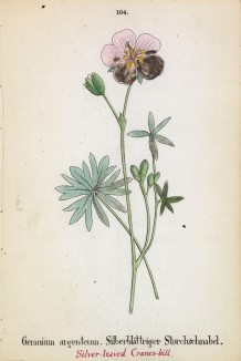 Герань серебристая (Geranium argenteum (лат.)) (лист 104 известной работы Йозефа Карла Вебера "Растения Альп", изданной в Мюнхене в 1872 году)