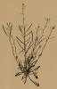 Резуха песчаная (Arabis arenosa Scop. (лат.)) (из Atlas der Alpenflora. Дрезден. 1897 год. Том II. Лист 170)