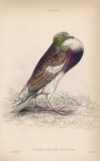 Зобастый голубь (Columba Gutturosa (лат.)) (лист 15 тома XIX "Библиотеки натуралиста" Вильяма Жардина, изданного в Эдинбурге в 1843 году)