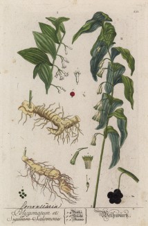 Купена, или соломонова печать (Polygonatum (лат.)) из семейства лилейные (Liliaceae) (лист 251 "Гербария" Элизабет Блеквелл, изданного в Нюрнберге в 1757 году)