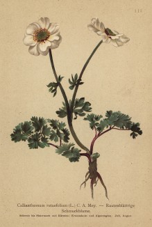 Скромный красивоцвет (Callianthemum rutaefolium (лат.)) (из Atlas der Alpenflora. Дрезден. 1897 год. Том II. Лист 115)