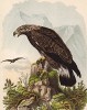 Южно-европейский орёл-беркут в 1/4 натуральной величины (лист XXXVI красивой работы Оскара фон Ризенталя "Хищные птицы Германии...", изданной в Касселе в 1894 году)