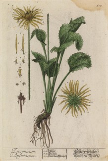 Дороникум австрийский (Doronicum austriacum (лат.)) из семейства сложноцветные, родом из Средиземноморья (лист 503 "Гербария" Элизабет Блеквелл, изданного в Нюрнберге в 1760 году)