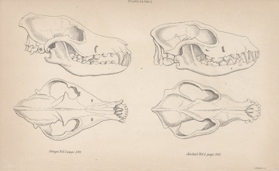 Строение черепов дикой собаки динго (1) и шакала (лист 34 тома IV "Библиотеки натуралиста" Вильяма Жардина, изданного в Эдинбурге в 1839 году)