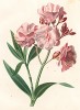 Олеандр с двойными цветками из Flore pittoresque dediée Aux Dames par A. Chazal... Париж. 1820 год. В 2000 году комплект этих лучших в истории французской книги начала XIX века ботанических иллюстраций был продан на аукционе "Кристи" за 209.462 $
