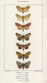 Некоторые бабочки родов Hosporina, Xanthia, Xylophasia, Chariclea и Plusia (лат.) (лист 72)