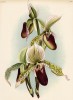 Орхидея CYPRIPEDUM x MASSAIANUM (лат.) (лист DIXL Lindenia Iconographie des Orchidées - обширнейшей в истории иконографии орхидей. Брюссель, 1897)