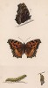 Бабочка многоцветница (лат. Papilio polychloros), её гусеница и куколка. History of British Butterflies Френсиса Морриса. Лондон, 1870, л.29