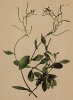 Арабис альпийский (Arabis alpina (лат.)) (из Atlas der Alpenflora. Дрезден. 1897 год. Том II. Лист 171)