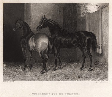 Кобыла Колючая Роща, победитель множества скачек, и Сэр Геркулес (1826-55) - чистокровная верховая лошадь, выведенная в Ирландии. Лондон, 1838