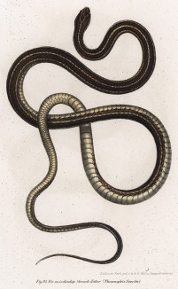 Подвязковая змея (Thamnophis saurita (лат.)) (из Naturgeschichte der Amphibien in ihren Sämmtlichen hauptformen. Вена. 1864 год)