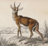 Газель Кевела (Gazella cevella (лат.)) (лист 26 тома XI "Библиотеки натуралиста" Вильяма Жардина, изданного в Эдинбурге в 1843 году)