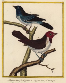Две южноамериканских танагры (из Table des Planches Enluminées d'Histoire Naturelle de M. D'Aubenton (фр.). Утрехт. 1783 год (лист 155))