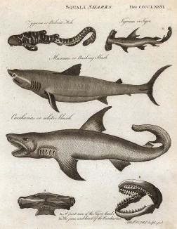 Акулы. Encyclopaedia Britannica, л. CCCCLXXVI. Лондон, 1795