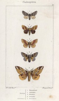 Четыре бабочки рода Bombyx, а также Eudromis Versicolora (5) (лат.) (лист 63)