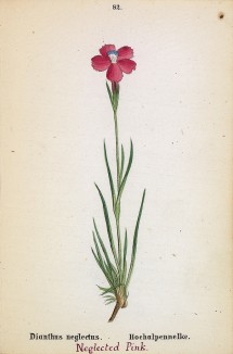Гвоздика забытая (Dianthus neglectus (лат.)) (лист 82 известной работы Йозефа Карла Вебера "Растения Альп", изданной в Мюнхене в 1872 году)