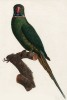 Ожереловый попугай (лист 39 иллюстраций к первому тому Histoire naturelle des perroquets Франсуа Левальяна. Изображения попугаев из этой работы считаются одними из красивейших в истории. Париж. 1801 год)