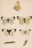 Бабочка капустница, или белянка капустная (лат. Papilio brassicae), её гусеница и куколка. History of British Butterflies Френсиса Морриса. Лондон, 1870, л.7 