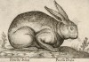 Поросёнок индийский (porcello D'India (ит.)), очень похожий на зайца (лист из альбома Nova raccolta de li animali piu curiosi del mondo disegnati et intagliati da Antonio Tempesta... Рим. 1651 год)