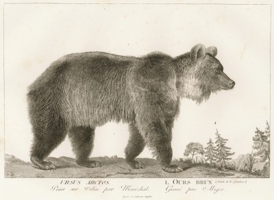 Бурый медведь (лист из La ménagerie du muséum national d'histoire naturelle ou description et histoire des animaux... -- знаменитой в эпоху Наполеона работы по натуральной истории)
