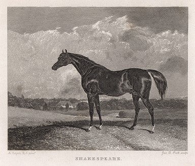 Вороной конь по кличке Шекспир. Лондон, 1843
