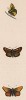 Бабочка актеон (лат. Papilio Actaeon). History of British Butterflies Френсиса Морриса. Лондон, 1870, л.71