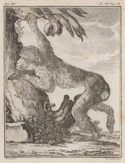 Магот, или бесхвостый макак, он же варварийская обезьяна (самка). Лист VIII иллюстраций к четырнадцатому тому знаменитой "Естественной истории" графа де Бюффона. Париж, 1766