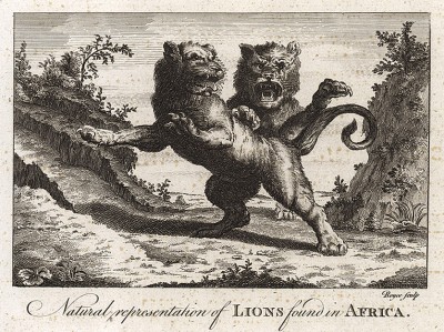 Львы. Natural Representation of Lions Found in Africa. Гравюра из The New, Complete, Authentic, and Universal System of Geography... Лондон,1785