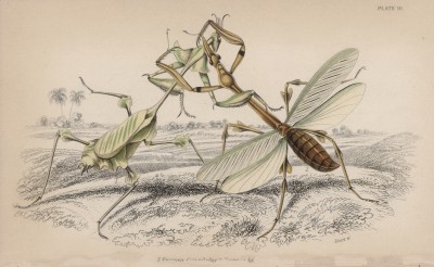 Схватка двух богомолов на фоне пальм (Empusa Gongylodes (лат.)) (лист 109 XXXIV тома "Библиотеки натуралиста" Вильяма Жардина, изданного в Эдинбурге в 1843 году)