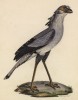 Хохлатый секретарь (лист из альбома литографий "Галерея птиц... королевского сада", изданного в Париже в 1825 году)