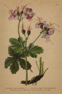 Герань крупнокорневищная (Geranium macrorrhizum (лат.)) (из Atlas der Alpenflora. Дрезден. 1897 год. Том III. Лист 257)