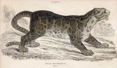 Дымчатый леопард, или древесный лев (Felis Macrocelis (лат.)) (лист 9 тома III "Библиотеки натуралиста" Вильяма Жардина, изданного в Эдинбурге в 1834 году)