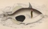 Спинорог Пикассо (Balistes praslinoides (лат.)) из семейства Balistidae (лист 20 тома XXVIII "Библиотеки натуралиста" Вильяма Жардина, изданного в Эдинбурге в 1843 году)