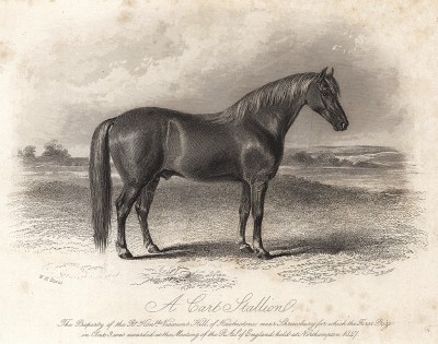 Ломовой жеребец, получивший первый приз в третьем классе на выставке Английского королевского сельскохозяйственного общества в Нортхемптоне в 1847 г. 