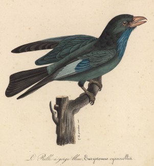 Синегрудый дрозд (Eurystomus cyamocollier (лат.)) (лист из альбома литографий "Галерея птиц... королевского сада", изданного в Париже в 1822 году)