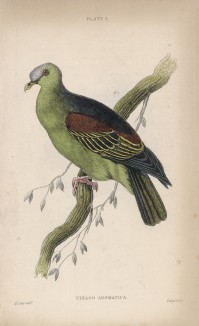 Зелёный голубь Vinago Aromatica (лат.) (лист 1 тома XIX "Библиотеки натуралиста" Вильяма Жардина, изданного в Эдинбурге в 1843 году)