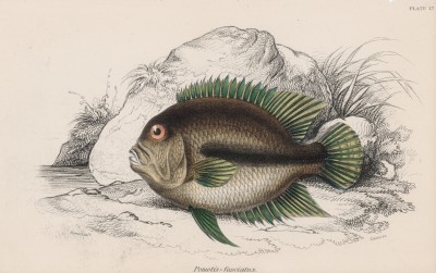 Прокатопус нототения (Pomotis fasciatus (лат.)) (лист 17 тома XL "Библиотеки натуралиста" Вильяма Жардина, изданного в Эдинбурге в 1860 году)