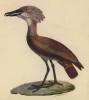 Молотоглав сенегальский (лист из альбома литографий "Галерея птиц... королевского сада", изданного в Париже в 1825 году)
