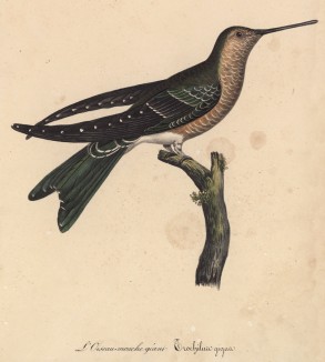 Гигантский колибри (лист из альбома литографий "Галерея птиц... королевского сада", изданного в Париже в 1825 году)