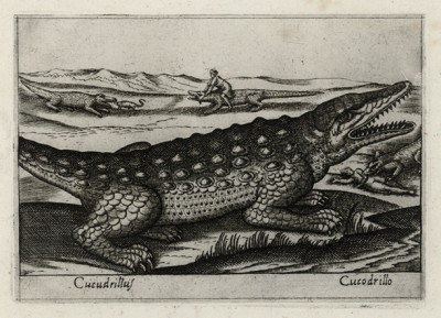 Крокодил (лист из альбома Nova raccolta de li animali piu curiosi del mondo disegnati et intagliati da Antonio Tempesta... Рим. 1651 год)