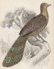 Тибетский павлиний фазан (Polyplectron Tibetanus (лат.)) (лист 6 тома XX "Библиотеки натуралиста" Вильяма Жардина, изданного в Эдинбурге в 1834 году)