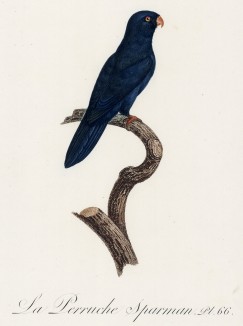 Синий попугайчик (лист 66 иллюстраций к первому тому Histoire naturelle des perroquets Франсуа Левальяна. Изображения попугаев из этой работы считаются одними из красивейших в истории. Париж. 1801 год)