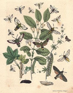 Бабочки рода языканов (большехоботников), шмелевидок и стеклянниц. "Книга бабочек" Фридриха Берге, Штутгарт, 1870. 