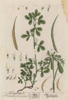 Пажитник сенной, или греческий, или шамбала (Trigonella foenum-graуcum (лат. )) — однолетнее растение семейства бобовые (лист 384 "Гербария" Элизабет Блеквелл, изданного в Нюрнберге в 1757 году)